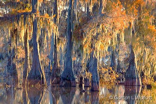 Cypress & Spanish Moss_26434.jpg - Lake Martin photographed in the Cypress Island Preserve near Breaux Bridge, Louisiana, USA.